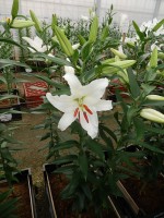 [5276 Siberia POF No02.JPG]